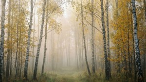 Misty Birch Woods