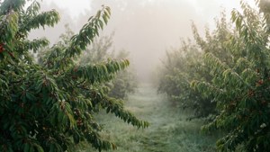 Misty Brush Cherry Morning
