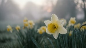 Misty Dawn Daffodil