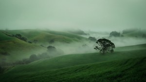 Misty Farmland Morning