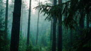 Misty Forest Dawn