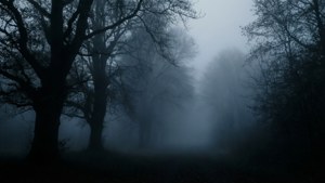 Misty Forest Fog