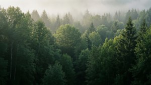 Misty Forest Layers