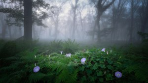 Misty Forest Morning Glory