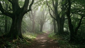 Misty Forest Path