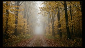Misty Forest Path