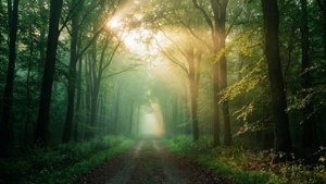 Misty Forest Path