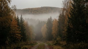 Misty Forest Path