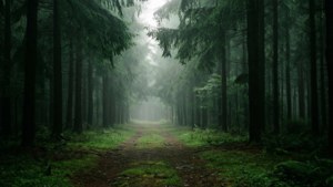 Misty Forest Path to Ake Loba