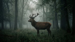 Misty Forest Stag