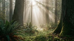 Misty Forest Sunbeams