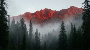 Misty Forest View