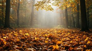 Misty Golden Forest