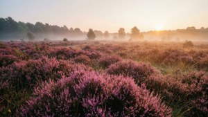 Misty Heath Sunrise