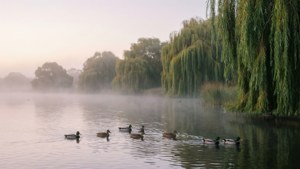 Misty Lake Pertobe