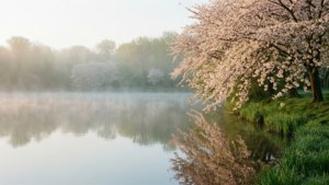 Misty Lake Spring