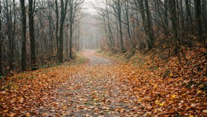 Misty Leaf Path