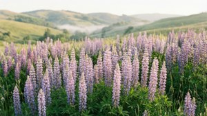 Misty Lupine Meadow