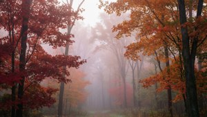Misty Maple Morning