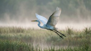 Misty Marsh Flight