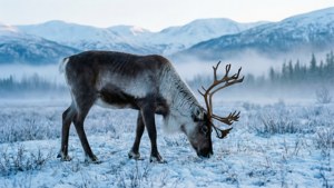 Misty Meadow Reindeer
