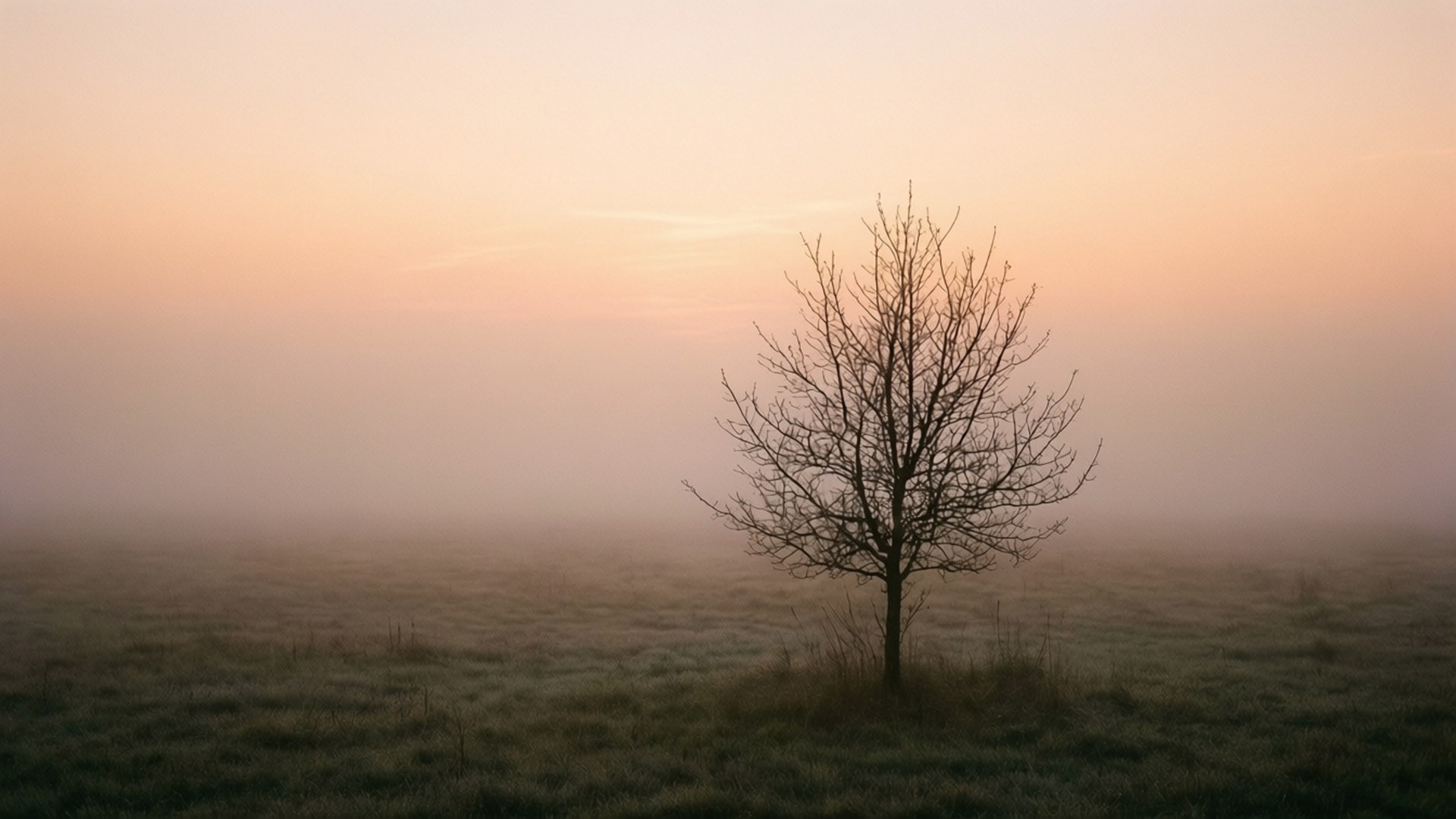 Misty Meadow Sunrise by Wallpapers.art Studio