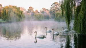 Misty Morning at Lake Wendouree