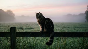 Misty Morning Bobtail