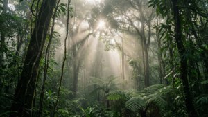 Misty Morning Canopy