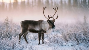 Misty Morning Caribou