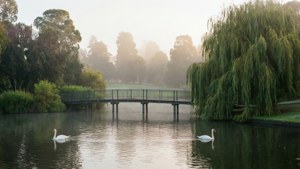 Misty Morning in Pukekura Park