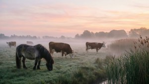 Misty Oostvaardersplassen