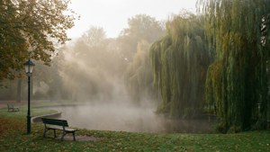 Misty Park Morning