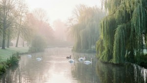 Misty Park Morning