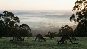 Misty Picnic Point Kangaroos