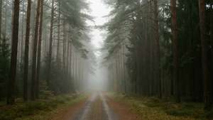 Misty Pine Path