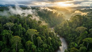 Misty Rainforest Canopy