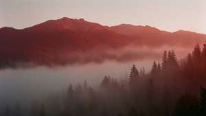 Misty Red Mountain Dawn