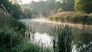Misty Riverbank Morning