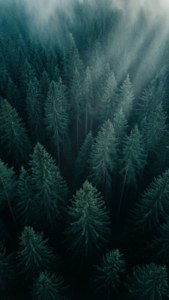 Misty Teal Forest Aerial