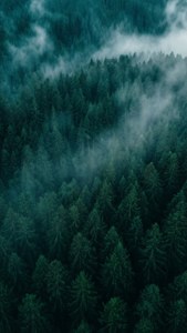 Misty Teal Forest Aerial