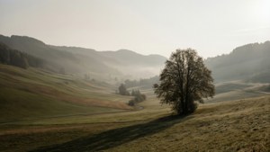 Misty Valley Morning