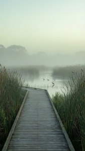 Misty Wetlands Morning