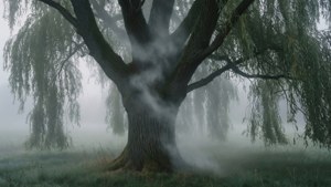 Misty Willow Morning