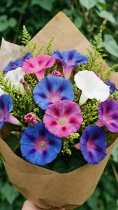 Mixed Bouquet Morning Glory