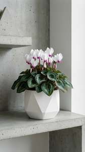 Modern Minimal Cyclamen