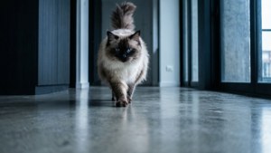 Modern Minimalist Nebelung