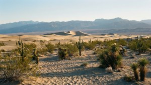Mojave National Preserve