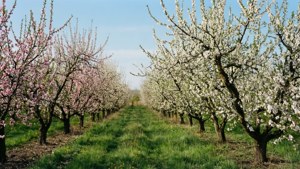 Moldovan Plum Blossoms