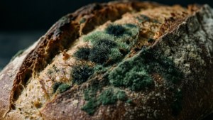 Moldy Bread Macro